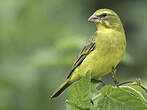 Serin soufré