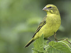 Brimstone Canary