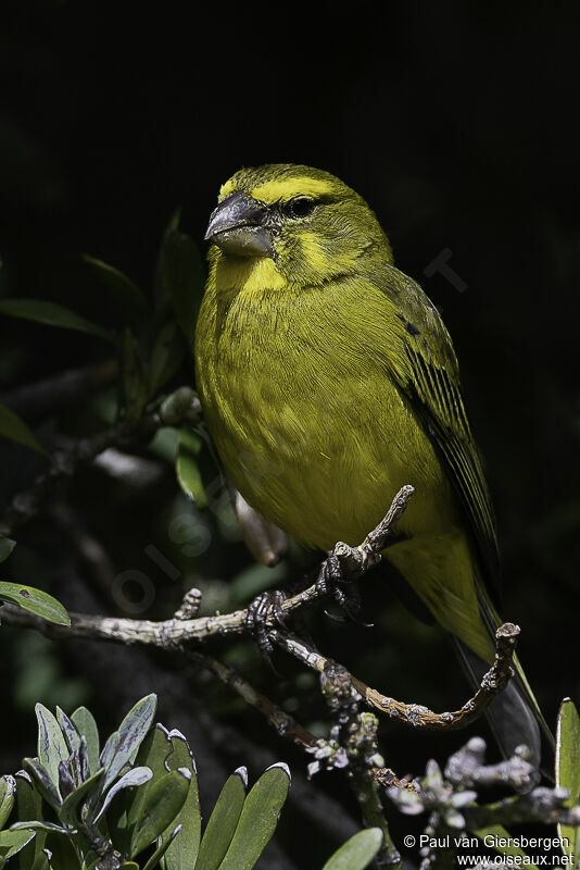 Serin soufréadulte