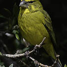Serin soufré