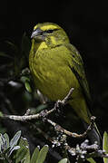 Brimstone Canary