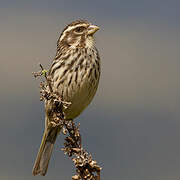 Serin strié