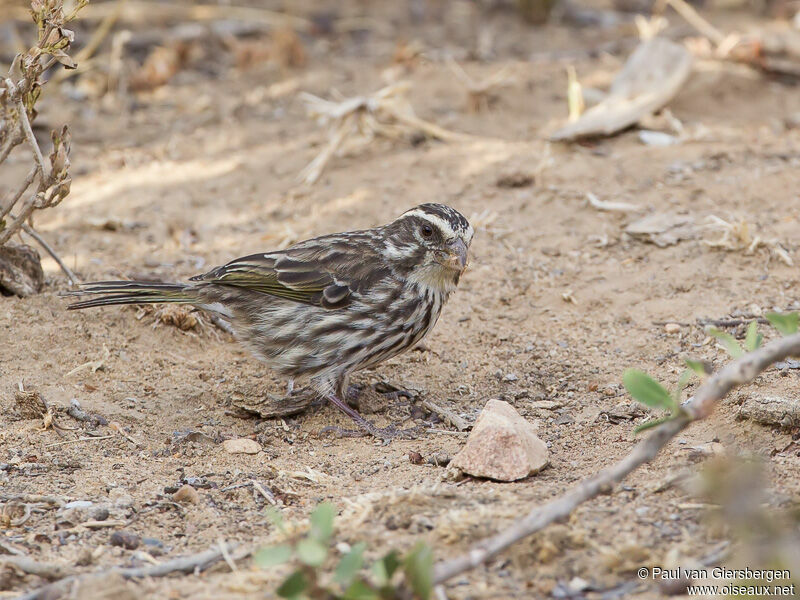 Serin strié