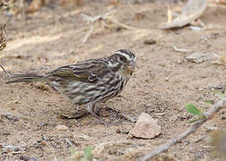 Streaky Seedeater