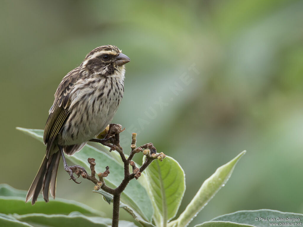 Streaky Seedeateradult