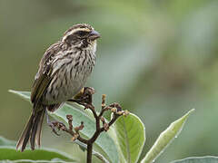 Serin strié