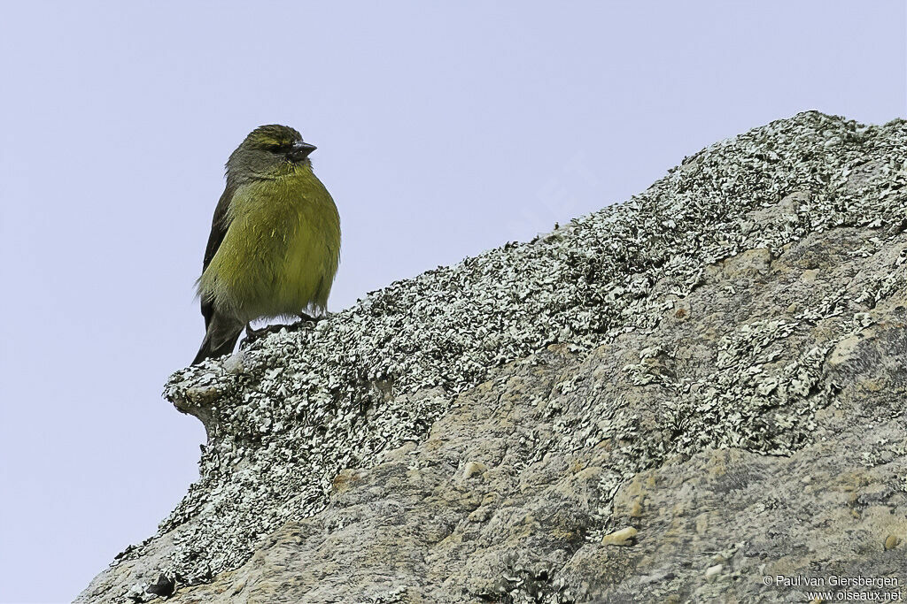 Serin tottaadulte