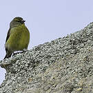 Serin totta