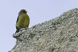 Cape Siskin