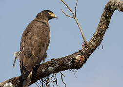 Crested Serpent Eagle