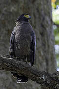 Crested Serpent Eagle