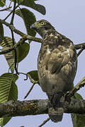 Crested Serpent Eagle