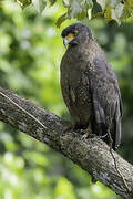 Crested Serpent Eagle