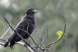 Andaman Serpent Eagle