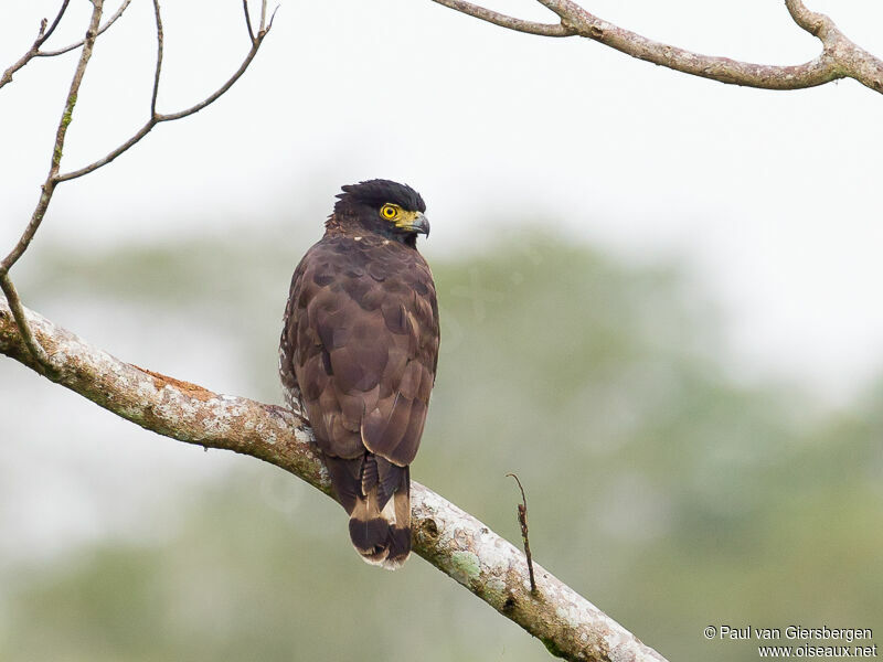 Sulawesi Serpent Eagle