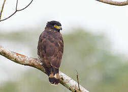 Sulawesi Serpent Eagle