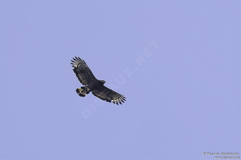 Mountain Serpent Eaglesubadult
