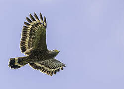 Philippine Serpent Eagle