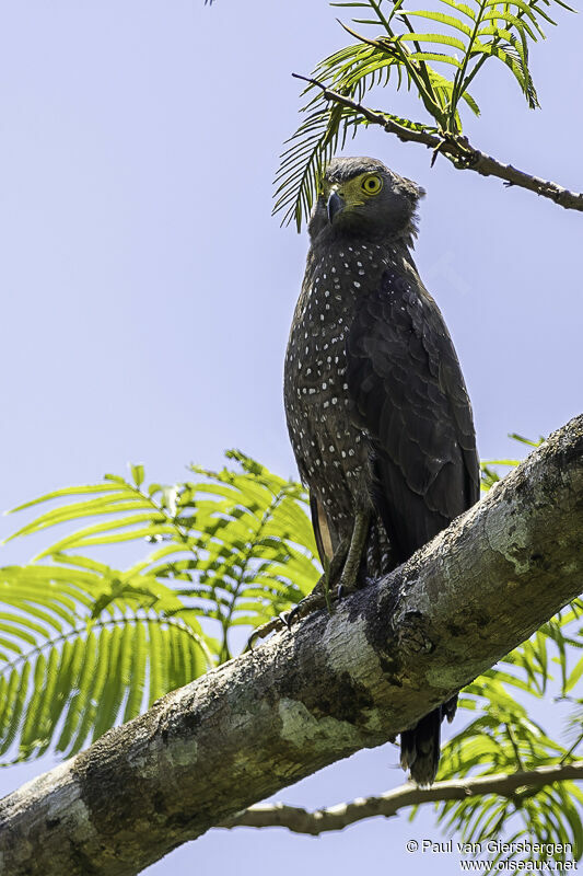 Philippine Serpent Eagleadult