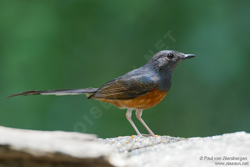 White-rumped Shama female adult