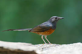 White-rumped Shama