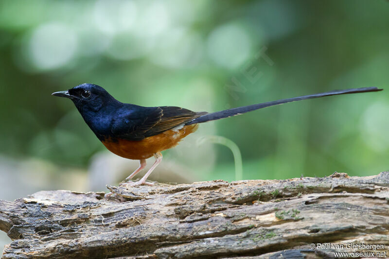 White-rumped Shama male adult