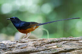 White-rumped Shama