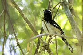 White-browed Shama