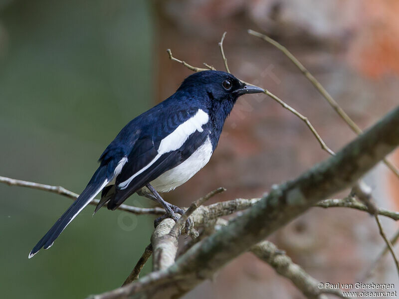 Oriental Magpie-Robin male adult