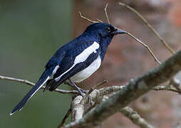 Oriental Magpie-Robin