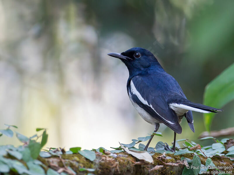 Oriental Magpie-Robin male adult