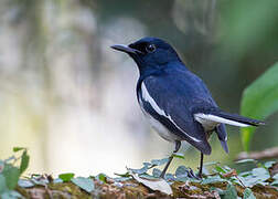 Oriental Magpie-Robin