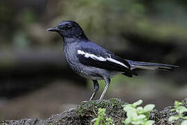 Oriental Magpie-Robin