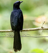 Black Shama
