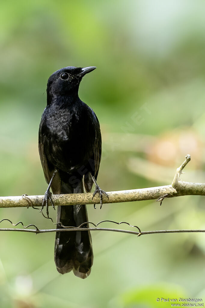 Black Shamaadult