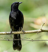 Black Shama