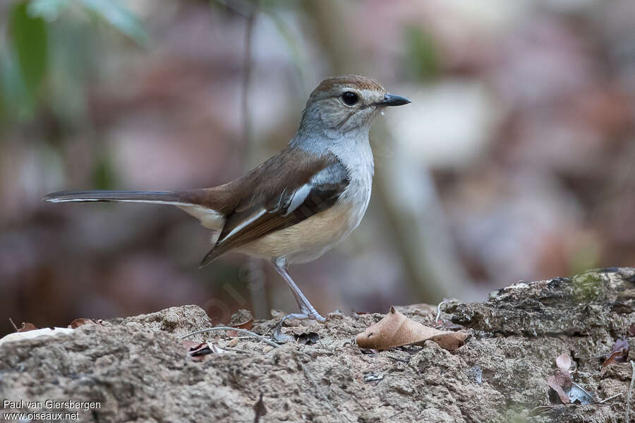 Madagascan Magpie-Robin female adult, identification