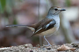 Madagascan Magpie-Robin