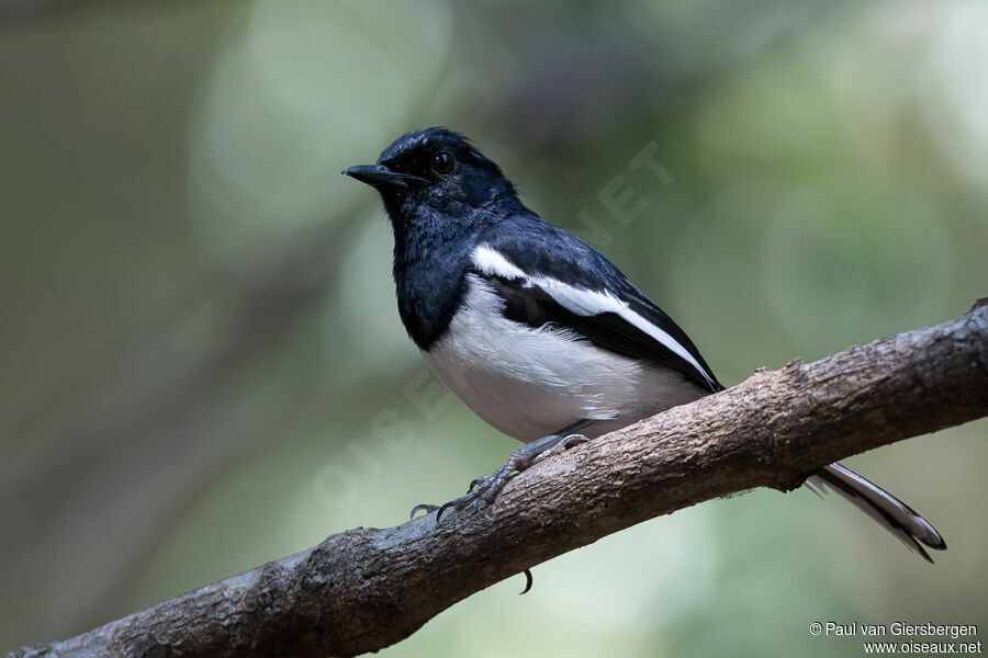 Madagascar Magpie-Robin male adult