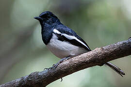 Madagascan Magpie-Robin