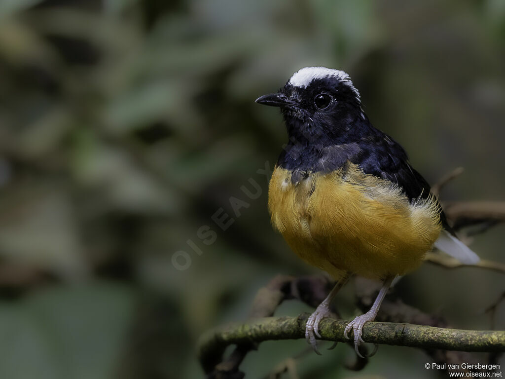 White-crowned Shamaadult