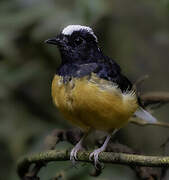 White-crowned Shama