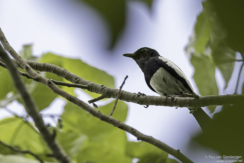 Philippine Magpie-Robinadult