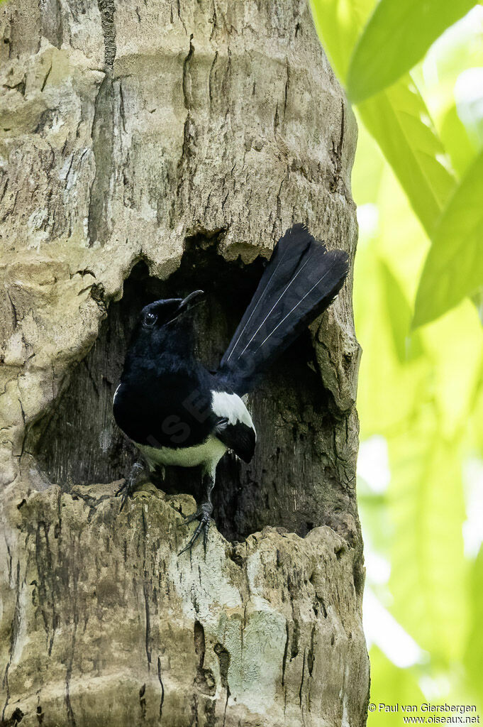 Philippine Magpie-Robin male adult
