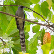 Long-tailed Sibia