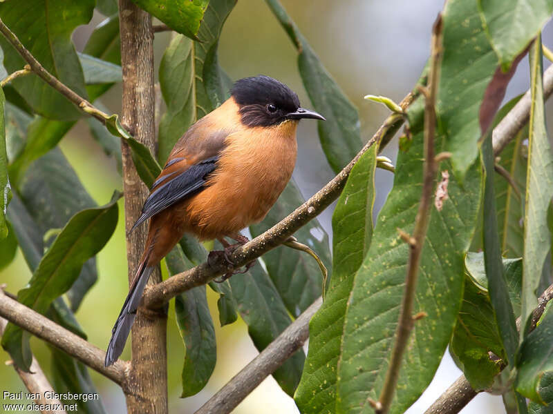 Sibia casquéeadulte, identification