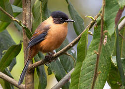 Rufous Sibia