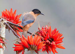 Rufous Sibia