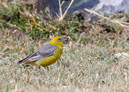 Bright-rumped Yellow Finch