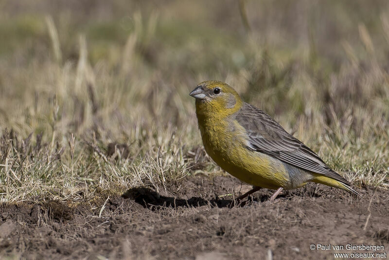 Bright-rumped Yellow Finch female adult